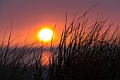 Strandhafer in Dünen am Strand bei Sonnenuntergang, Langeoog, Ostfriesische Inseln, Nordsee, Ostfriesland, Niedersachsen, Deutschland, Europa