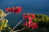 Poinsettia, Mexican Flame Tree, Euphorbia pulcherrima, Lake Itasy, Ampefy, Madagascar, Africa