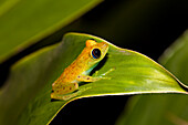 Green bright-eyed frog in the rainforest of Madagascar, Boophis viridis, Andasibe Mantadia National Park, East Madagascar, Madagascar, Africa