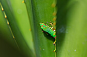 Lined Day Gecko, Phelsuma lineata bifasciata, Canal de Pangalanes, East Madagascar, Madagascar, Africa