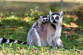 Ringtailed Lemur with baby, Lemur catta, Nahampoana Reserve, South Madagascar, Africa