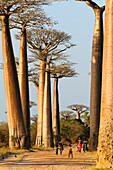 Baobabs near Morondava, Adansonia grandidieri, Morondava, Madagascar, Africa