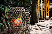 Gefärbtes Huhn in einem Käfig, Tenganan, Bali, Indonesien