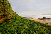 Long sandy beach fringed by tropical green and palm trees, Bentota, Southwest coast, Sri Lanka, South Asia