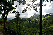 Green hills covered with tea bushes, tea garden in the Knuckles Range near Hunds Falls east of Dandy, highlands, Sri Lanka, South Asia