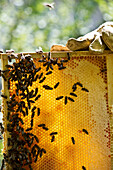 Beekeeper holding honeycombs with bees, Freiburg im Breisgau, Black Forest, Baden-Wuerttemberg, Germany