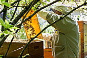 Beekeeper with honeycombs, Freiburg im Breisgau, Black Forest, Baden-Wuerttemberg, Germany