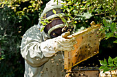 Beekeeper and honeycombs, Freiburg im Breisgau, Black Forest, Baden-Wuerttemberg, Germany