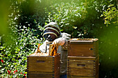 Beekeeper and wooden beehives, Freiburg im Breisgau, Black Forest, Baden-Wuerttemberg, Germany