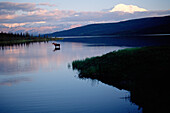 Alaska Moose (Alces alces gigas) at Wonder Lake, Mt Denali in background, Denali National Park and Preserve, Alaska