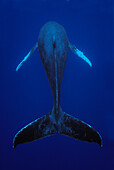 Humpback Whale (Megaptera novaeangliae) male singing, Kona coast, Hawaii