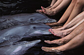 Bottlenose Dolphin (Tursiops truncatus) group tickling tourists feet at Dolphin Quest program, Waikoloa Hyatt, Hawaii