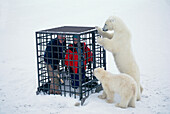 Polar Bear (Ursus maritimus) pair investigate tourists inside a cage, Churchill, Manitoba, Canada