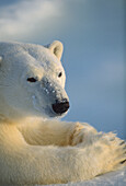 Polar Bear (Ursus maritimus) portrait, Churchill, Manitoba, Canada