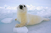 Harp Seal (Phoca groenlandicus) pup camouflaged against ice field, Gulf of St Lawrence, Canada