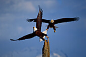 Bald Eagle (Haliaeetus leucocephalus) pair landing on snag, Alaska