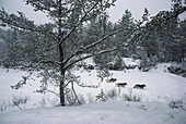 Timber Wolf (Canis lupus) trio running through deep snow on frozen lake, Minnesota