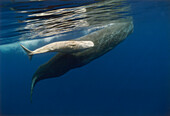 Sperm Whale (Physeter macrocephalus) mother and albino baby, swimming underwater, Portugal