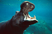 Hippopotamus (Hippopotamus amphibius) swimming submerged in tank, native to Africa
