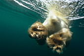 Polar Bear (Ursus maritimus) view of paws as animals swims away, Wager Bay, Canada