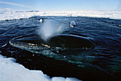 Antarctic Minke Whale (Balaenoptera bonaerensis) breathing in small pool of open water in ice channel, swims under ice edge for plankton, McMurdo Sound, Antarctica