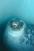 Weddell Seal (Leptonychotes weddellii) in underwater ice cave, Antarctica