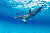 Atlantic Spotted Dolphin (Stenella frontalis), Little Bahama Bank, Caribbean