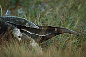 Giant Anteater (Myrmecophaga tridactyla) mother carrying young on her back in dry Cerrado grassland habitat, Brazil