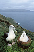 White-capped Albatross (Thalassarche steadi) parent with chick in species primary breeding ground, estimated 65,000 pairs, Disappointment Island, Auckland, New Zealand
