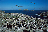 Salvin's Albatross (Thalassarche salvini) crowded nesting colony, Depot Island, New Zealand