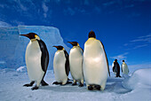 Emperor Penguin (Aptenodytes forsteri) group near Ekstrom Ice Shelf, Weddell Sea, Antarctica