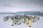 Emperor Penguin (Aptenodytes forsteri) fledging chicks and adults gathering along fast ice edge preparing to depart, Cape Darnley, Davis Sea, Antarctica