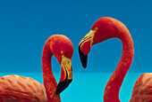 Greater Flamingo (Phoenicopterus ruber) courting pair, Caribbean species