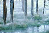 Frosty morning, Yellowstone National Park, Wyoming