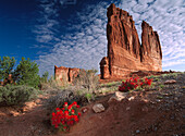 Paintbrush (Castilleja sp) and the Organ Rock, Arches National Park, Utah