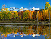 Full moon over East Beckwith Mountain rising above fall colored Aspen forests, Colorado