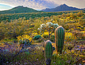 Ajo Mountains, Organ Pipe Cactus National Monument, Sonoran Desert, Arizona