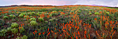 Panoramic view of Salt Valley, Arches National Park, Utah