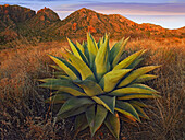 Agave (Agave sp) plants and Chisos Mountains seen from Chisos Basin, Big Bend National Park, Chihuahuan Desert, Texas