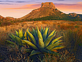 Casa Grande butte with Agave in foreground, Big Bend National Park, Texas
