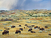American Bison (Bison bison) herd grazing on shortgrass praire near Scoria Point, Theodore Roosevelt National Park, North Dakota