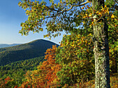 Broadleaf forest in fall colors as seen from Doyles River Overlook, Shenandoah National Park, Virginia