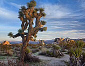 Joshua Tree (Yucca brevifolia), Joshua Tree National Park, California