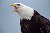 Bald Eagle (Haliaeetus leucocephalus) calling, Southeast Alaska