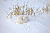 Arctic Fox Alopex lagopus curled up resting in snow, Hudson Bay, near Churchill, Manitoba, Canada