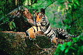 Bengal Tiger (Panthera tigris tigris) resting on log, Bandhavgarh National Park, Madhya Pradesh, India