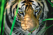 Bengal Tiger (Panthera tigris tigris) close up of eyes, India