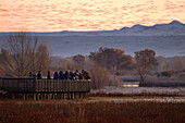 Snow Goose (Chen caerulescens) flock observed by birdwatchers on platform over wetland, Bosque del Apache National Wildlife Refuge, New Mexico
