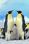 Emperor Penguin (Aptenodytes forsteri) parents with chicks, Antarctica