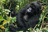 Mountain Gorilla (Gorilla gorilla beringei) female resting with another in the background, Virunga Mountains, Democratic Republic of the Congo